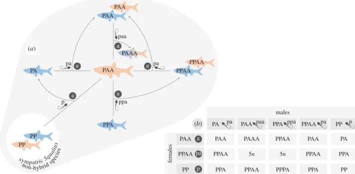 Figure 1. (a) Simplified reproductive framework of the S. alburnoides allopolyploid complex in the Ocreza River (Tagus drainage, Central Portugal), showing the core of its reproductive dynamics and its relationship with the sympatric bisexual S