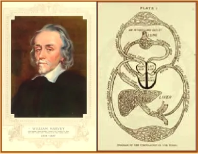 Figura 11 – William Harvey (Adaptado de Images in Paediatric Cardiology, 2006) e a Teoria  da circulação (Adaptado de The Educational Broadcasting Corporation, 2002) 