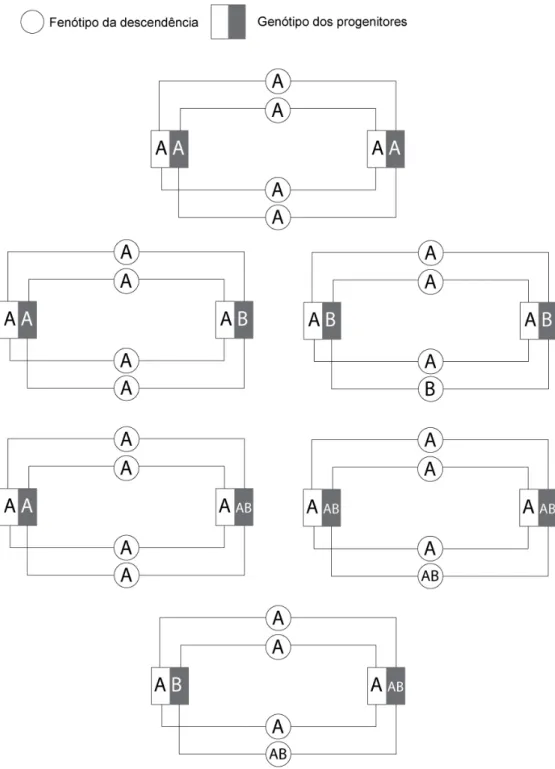 Ilustração 3 – Ilustração dos fenótipos da descendência resultante do cruzamento entre  dois gatos de fenótipo A de acordo com a hipótese proposta por Griot-Wenk et al