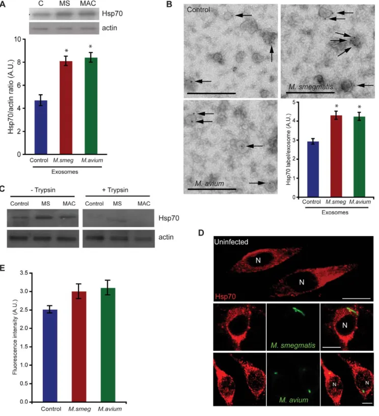 Figure 2. Hsp70 is present on exosomes. A. Cells were either left uninfected (C; control) or infected with M