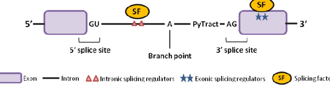 Figure 1. Regulatory elements that contribute to the regulation of alternative splicing 