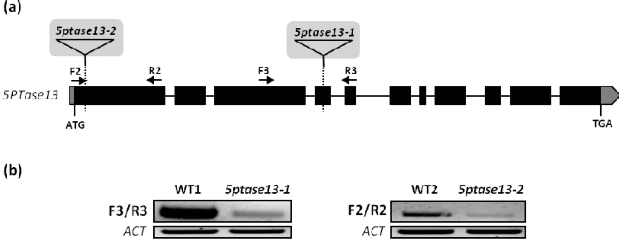Figure 8. Molecular characterization of two T-DNA insertion mutants for the 5PTase13 gene 