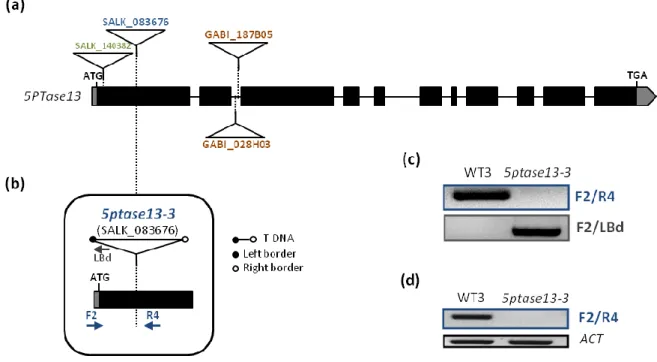 Figure 9. Isolation of the 5ptase13-3 null mutant  