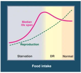 Figure 2: The effect of CR on lifespan and reproduction. Median lifespan increases as food intake is lowered from ad  libitum (AD) levels until the optimization of longevity is achieved