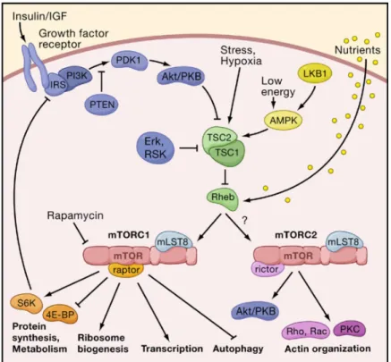 Figure 3: The mTOR signalling network in mammalians. The mTOR signalling network consists of two main branches,  each mediated by a TOR-containing complex (mTORC)