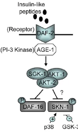 Figure 5: Model for SKN-1 inactivation by DAF-2 signalling, i.e., through the IIS pathway