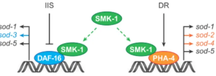 Figure 6: Forkhead box type O (FoxO) transcription factor DAF-16 and forkhead box type A (FoxA) transcription  factor PHA-4 both mediate longevity pathways in the worm C