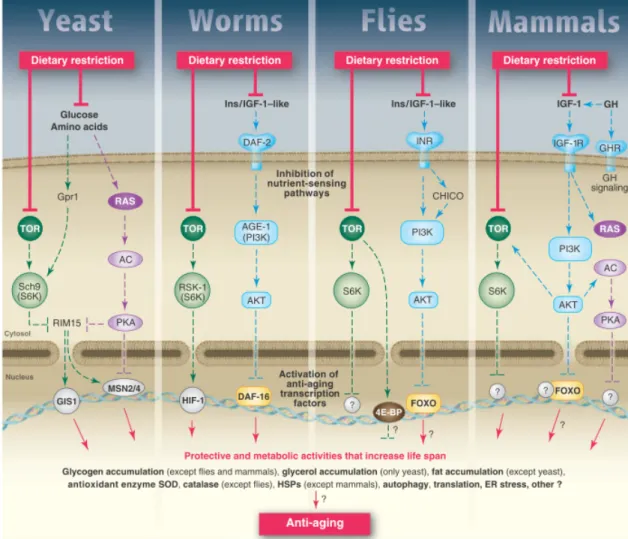 Figure 7: A model for the conserved nutrient signalling pathways that regulate longevity in various organisms and  mammals