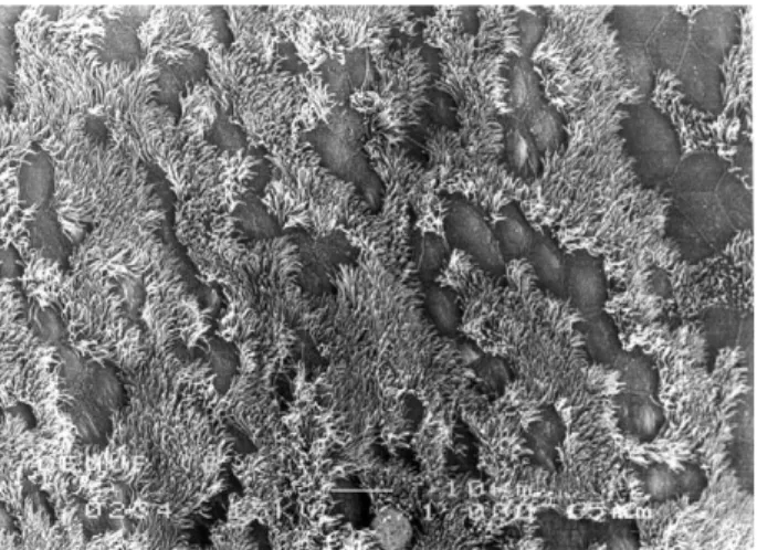 Fig. 3. SEM micrograph ofthe bronchial surf ace ofWistar rat showing a high density ofciliated cells in a control animal (  1000).
