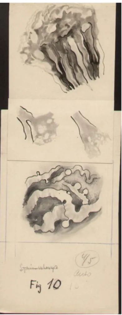 Fig. 6- Imagem de Lâmina de microscópio. 