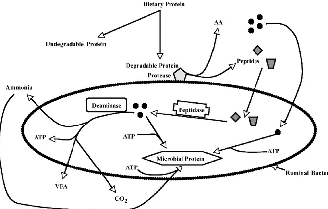 Figura 2 - Representação esquemática da degradação proteica e dos produtos finais no rúmen