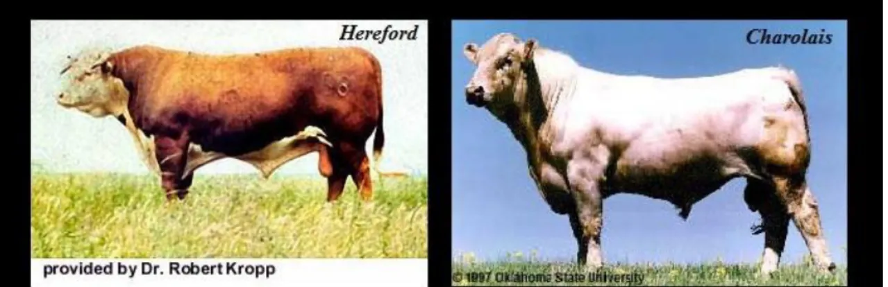 Figure 8 – Temperate breeds (adapted from http://www.ansi.okstate.edu/breeds/cattle) 
