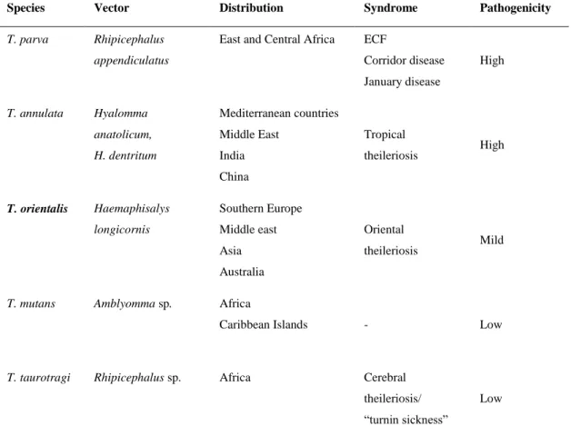 Table  1  –  Most  important  Theileria  species  affecting  cattle,  their  vector,  distribution  and  pathogenicity (based on Radostits et al