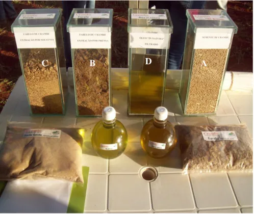 Figura 1.4. Grão de crambe (A) e produtos obtidos da extração do óleo: torta(B),  farelo (C) e óleo (D)