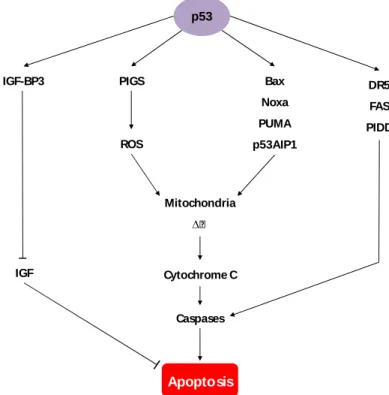 Fig.  6.Main routes of p53-induced apoptosis.p53 induces apoptosis by activating target genes  such as  p53-induced  genes  (PIGs)  that  modulate  reactive  oxygen  species  (ROS)  production,  Bax,  Noxa,  p53  upregulated  modulator  of  apoptosis  (PUM