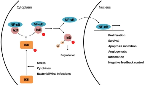 Fig.  9.Canonical  pathway  of  NF- κκκκ B  activation  through  I κκκκ B  inactivation.Phosphorylation  of  I κ B  by  IKK  leads to I κ B degradation and consequent NF- κ B release and nuclear translocation