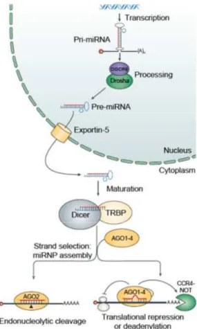 Fig.  11.Schematic  overview  of  miRNA  biogenesis  and  general  mechanism  of  action.miRNAs  are  transcribed  into  long  precursor  pri-miRNAs  molecules