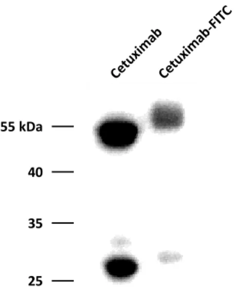 Fig.  6.Labeling  of  cetuximab  with  FITC.Labeling  was  performed  with  the  FluoReporter®  FITC  protein  labeling  kit,  Invitrogen,  Inc.),  following  the  manufacturer’s  instructions