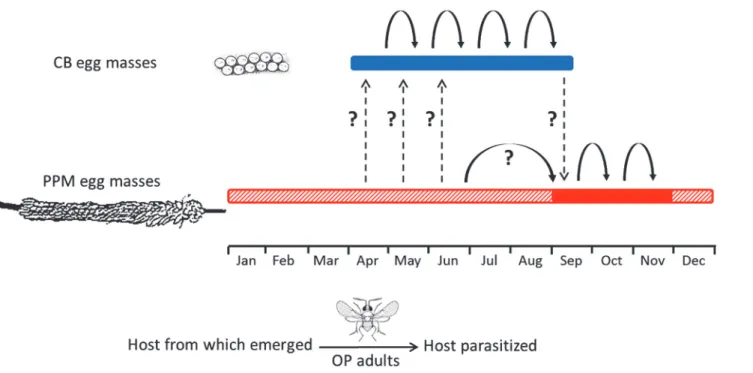 Fig 1. Schematic illustration of seasonal activity pattern of Ooencyrtus pityocampae (OP) and availability of its known hosts in Israel
