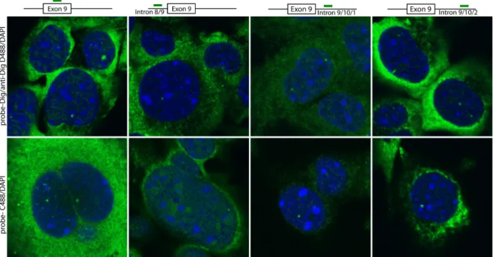 Figure  5.  Intronic  regions  flanking  mTNNT2  Exon  9  are  accessible  for  annealing  with  trans-splicing  molecules