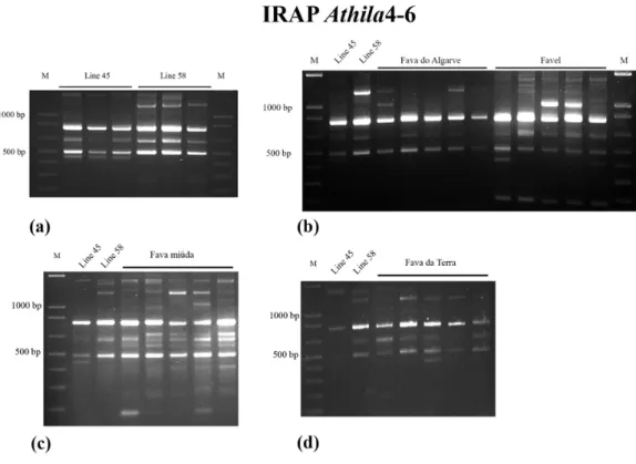Figure 1. V. faba IRAP banding profiles obtained with Athila4-6 retrotransposon LTR primer