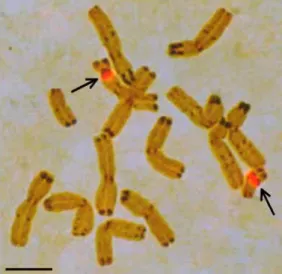 Fig. 5. Meristematic interphase nuclei of rye after silver staining, showing two homomorphic and two heteromorphic nucleoli (a and b, respectively)