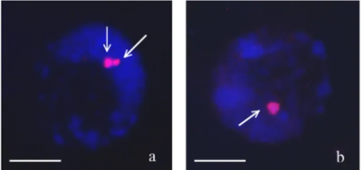Fig. 7. Simultaneous visualization of chromatin (DAPI staining in blue) and rDNA hybridization sites (red) in meristematic interphase nuclei of rye illustrating the relative positioning rDNA loci.