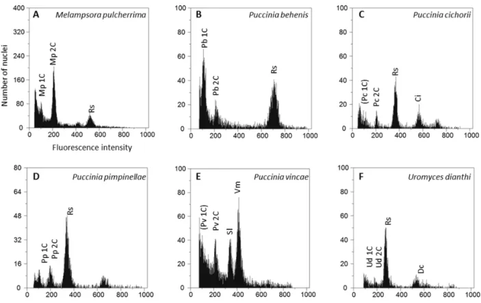 Figure 1 - Flow cytometric histograms of relative fluorescence intensities of propidium iodide-stained nuclei simultaneously  isolated from: A – Melampsora pulcherrima (Mp) and the plant DNA reference standard, Raphanus sativus (Rs, 2C =  1.11 pg DNA); B –
