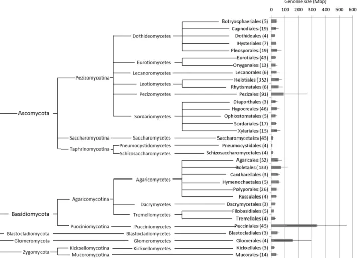 Figure 2 - Average genome sizes (Mbp) for every fungal order for which values from at least three different species were  available (number of species in brackets), including the results obtained in this study; lines represent standard  deviation; fungal o