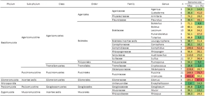 Table 2 - (Continuation) Average genome sizes (Mbp) for every fungal genus for which values from at least three different  species were available, including the results obtained in this study; fungal orders are arranged phylogenetically (http://