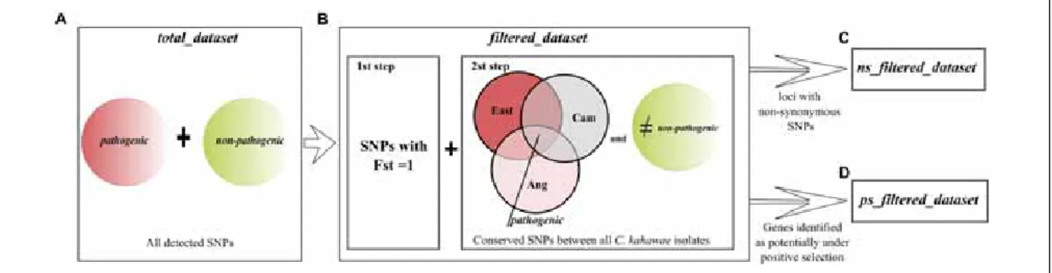 FIGURE 1 | Schematic representation of the datasets used for the analyses conducted in this study
