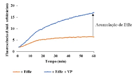 Figura 5. Ensaio de acumulação de EtBr para a estirpe M. smegmatis mc 2 155, na ausência e presença  do inibidor de efluxo verapamil (VP)