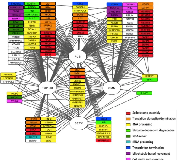 Figure  2.3  FTTS-focused  network:  Nodes  represent  FUS,  TDP43,  SMN,  SETX  proteins  and  direct  interactors