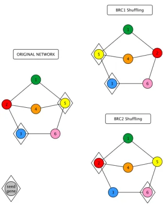 Figure 3.2 Illustration of BRC1 and BRC2 shuffling procedure. Comparing to the  original  network  in  the  left,  the  top  right  network  nodes  change  their  edges  but  maintain their degree (BRC1 shuffling) while in bottom right network, seed nodes 