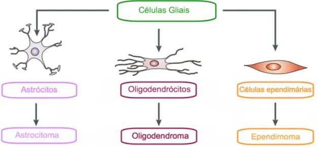Figura  1.1  –  Células  gliais  incluem  vários  tipos  de  células  diferentes,  as  quais  podem  dar  origem  a  diferentes tipos de tumores, denominados gliomas (imagem adaptada de 7)