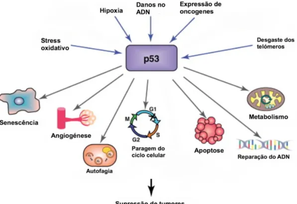 Figura 1.2 – Sinais de stress que ativam a proteína p53 e as suas vias de sinalização celulares (imagem  adaptada de 12)