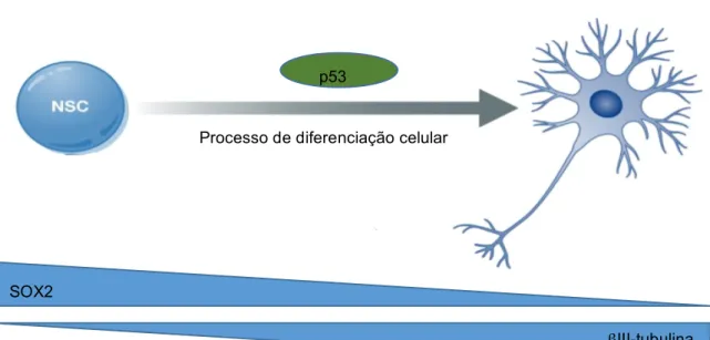 Figura 1.4 – Processo de diferenciação celular mediado pela proteína p53 e consequente alterações nos  níveis proteicos