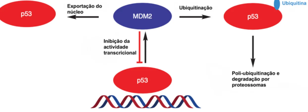 Figura 1.5 – Mecanismo de autorregulação da p53 e MDM2. A ativação da p53 aumenta a transcrição de  MDM2 que, por sua vez, inibe a p53 (imagem adaptada de 34)