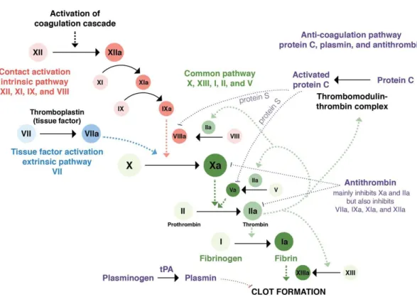 Figure 2: Coagulation cascade with intrinsic, extrinsic and common pathways. The first one it is activated by collagen exposure  due to endothelial damage, which will activate XII