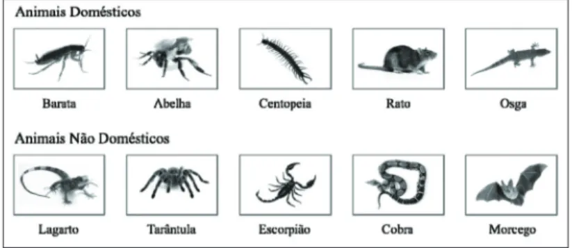 Figura 1. Ilustração  das  imagens  utilizadas  para  cada  categoria  de  animal  doméstico  (i.e.,  baratas, abelhas,  centopeias,  ratos  e  osgas)  e  não  doméstico  (i.e.,  lagartos,  tarântulas,  escorpiões, cobras e morcegos)