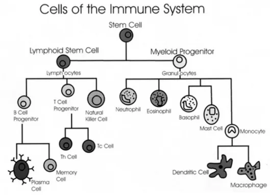Figura 1.6 – Família imunológica na AR  (Adaptado de Todar's Online Textbook of Bacteriology)
