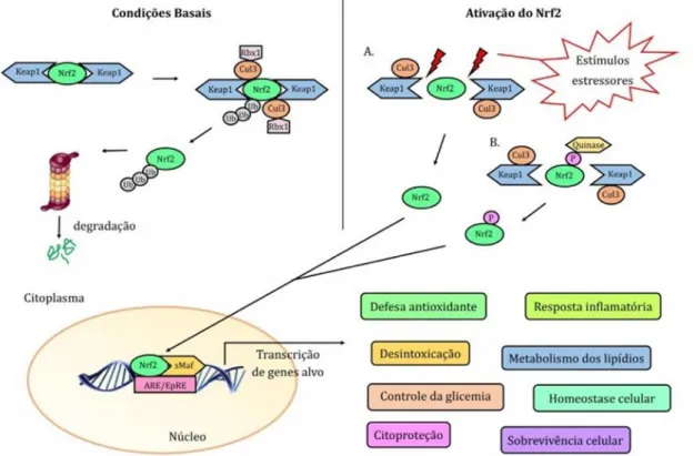 Figura  1  -  Esquema  da  via  de  sinalização  Keap/Nrf2/ARE.  À  esquerda  é  representado  o  Nrf2  associado a duas moléculas de Keap1 e seus possíveis caminhos após sua dissociação em condições  basais