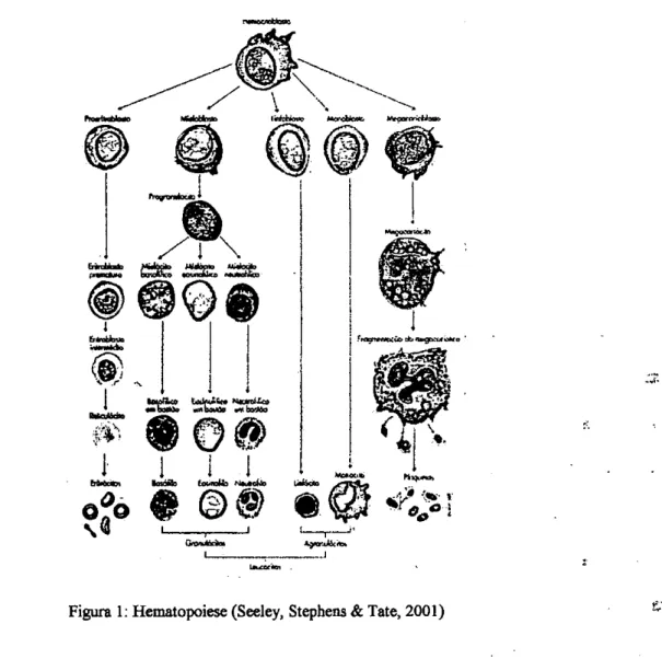 Figura  1: Hematopoiese (Seeley,  Stephens &amp; Tate, 2001)