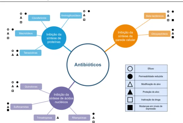 Figura 1.1: Representa¸ c˜ ao esquem´ atica das principais classes de antibi´ oticos da atualidade e seus res- res-pectivos mecanismos de a¸ c˜ ao e resistˆ encia antimicrobiana