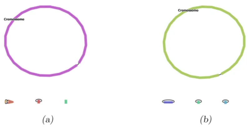Figura 4.1: Visualiza¸c˜ ao dos grafos de montagem “nanopore-only ” dos programas Canu (a) e Flye (b).
