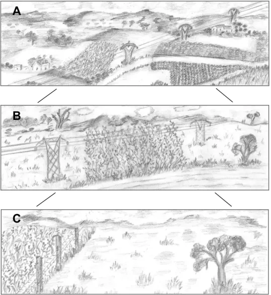 Figure 1 - Schematic representation of the three scales used to study the little bustard’s abundance