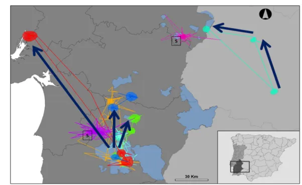 Figure 4. Movements by little bustard’s tracked by satellite telemetry (after Silva, 2006)