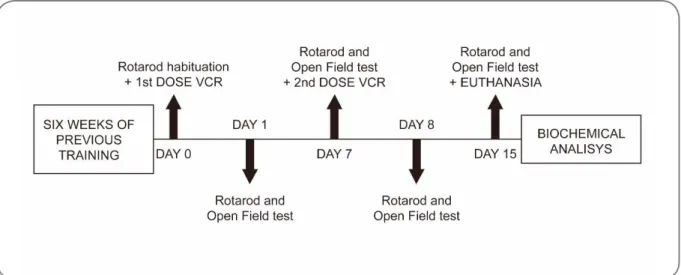 Figure 1 - Experimental design.