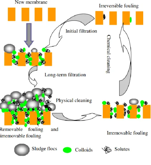 Figure 3.5-2: Schematic illustration of the formation and removal of fouling in MBRs  (Meng et al., 2009)