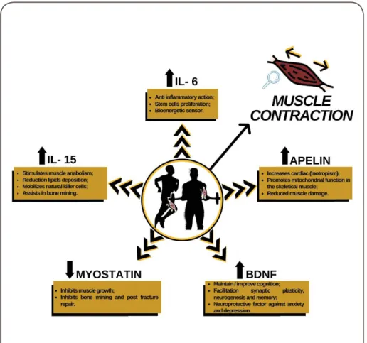 Figure 2 - Summary of myokine responses and actions.